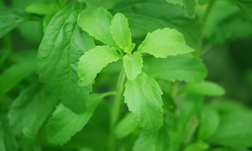 Singapore approves launch of PureCircle’s new stevia leaf sweeteners